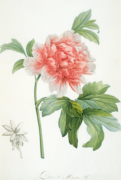 Pfingstrose, 1799 von Pierre Joseph Redouté